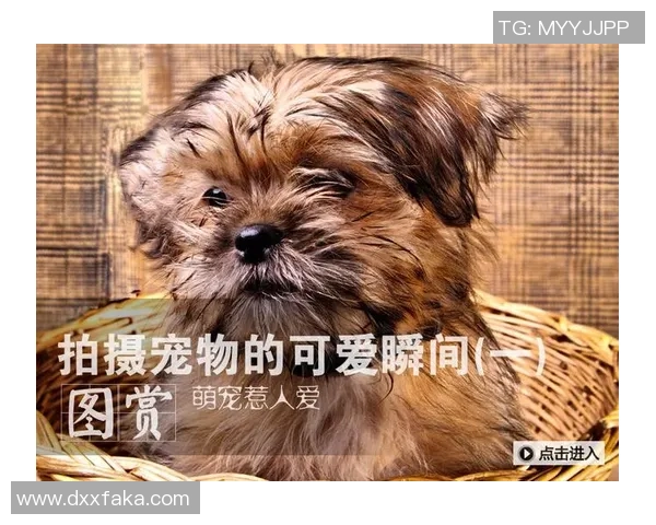 足球明星与爱犬共度闲暇时光精彩视频曝光引发网友热议 足球明星与爱犬共度闲暇时光精彩视频曝光引发网友热议